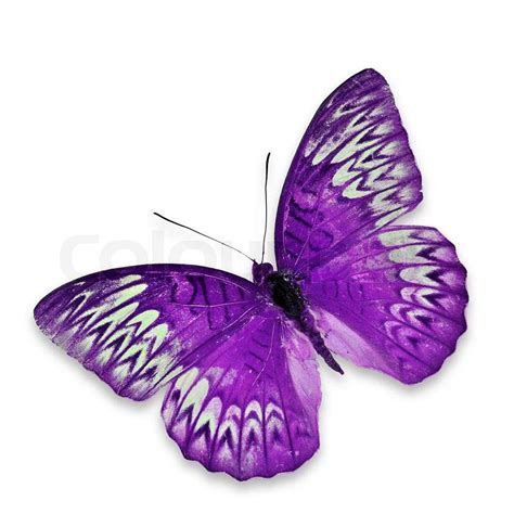 Purple Butterfly Flying Stock Photo Colourbox