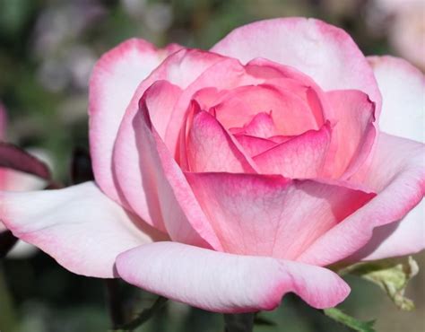 Sweet Beauty Rose Pink Hybrid Tea Rose Hybrid Tea Roses Rose