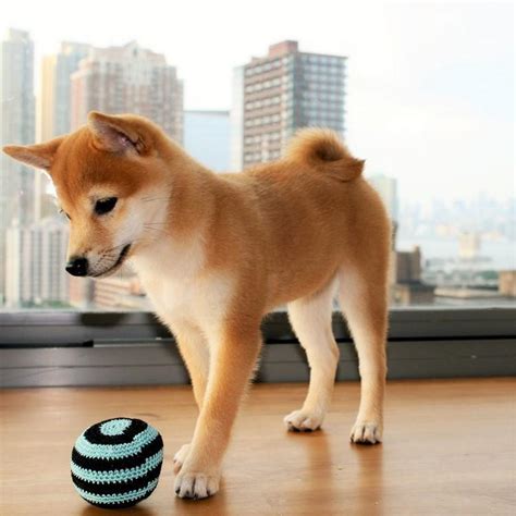 Aren't shiba inu puppies adorable? What Colors Are Shiba Inu Dogs?