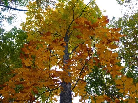 Hickory Trees — What You Need To Know Our Guide
