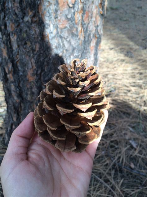 New Mexico Ponderosa Pine Cones Etsy Australia