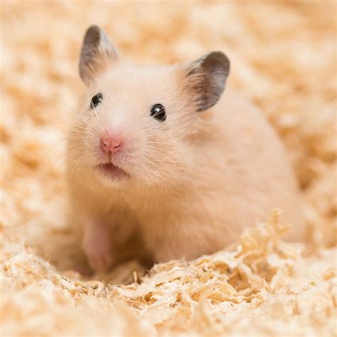 syrian hamsters in the wild
