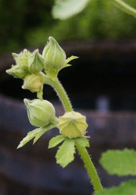 How To Grow Hollyhock From Seed Hollyhocks Flowers