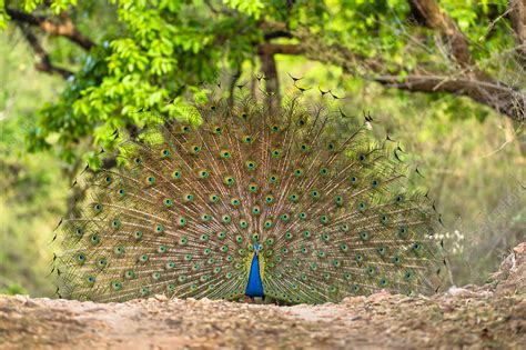 Male Indian Peafowl Displaying To Attract A Female Stock Image C0425515 Science Photo Library