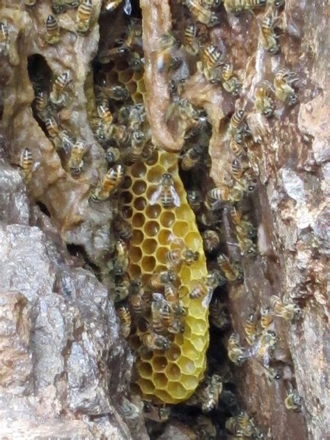 Suburban Naturalist Wild Hive