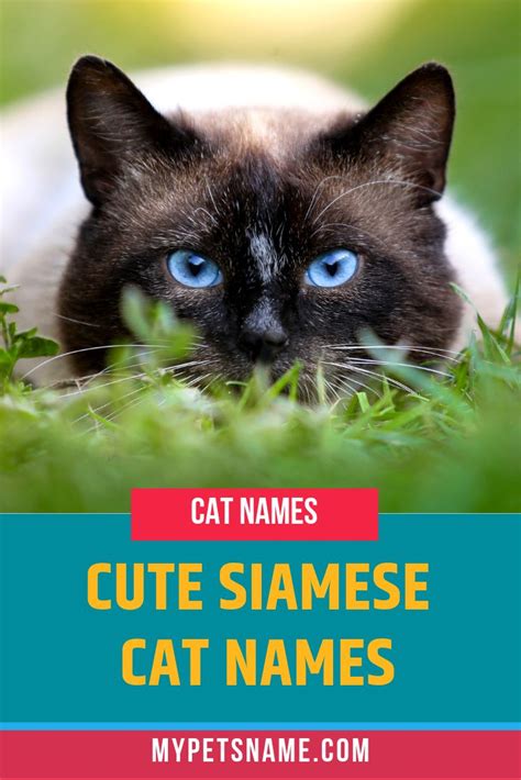 A Siamese Cat With Blue Eyes Laying In The Grass And Looking At The Camera