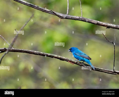 Indigo Bunting Passerina Cyanea One Of The Most Stunningly Colored
