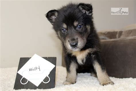 Misty Wolf Hybrid Puppy For Sale Near Charlotte North Carolina