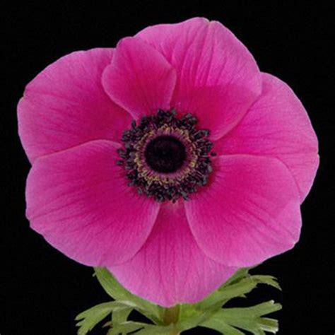 Anemone Orchid Hot Pink Full Pot Of Flowers
