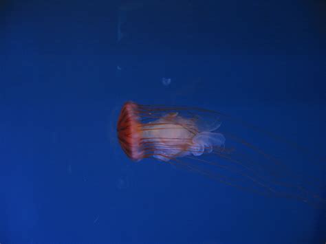 JELLYFISH Genoa Aquarium Acquario Di Genova Italy Flickr