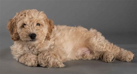 Cocker Spaniel A Qu Edad Es Un Cocker Spaniel Completamente Crecido