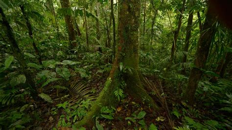 Descubre La Amazonía Ecuatoriana Con La Casa Del Suizo En El Rio Napo