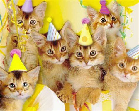 Singing Birthday Cats Ecard American Greetings