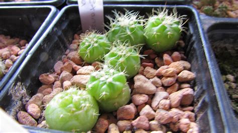 How To Grow Cacti And Succulents From Seed Desert Plants Of Avalon