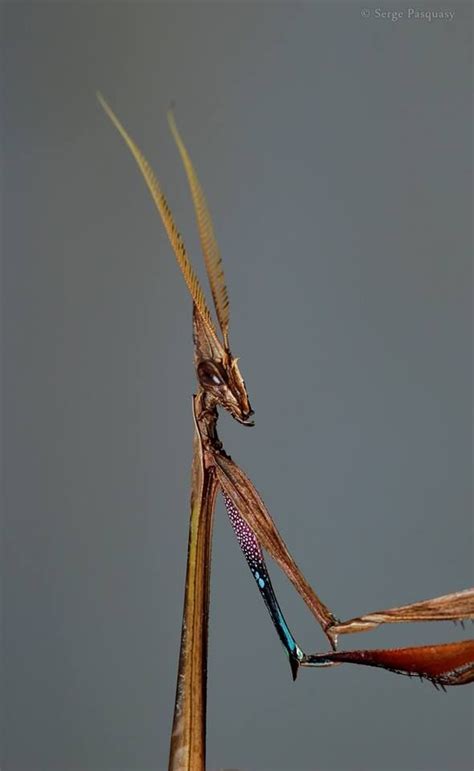 Praying Mantis From Madagascar Looks Like An Alien
