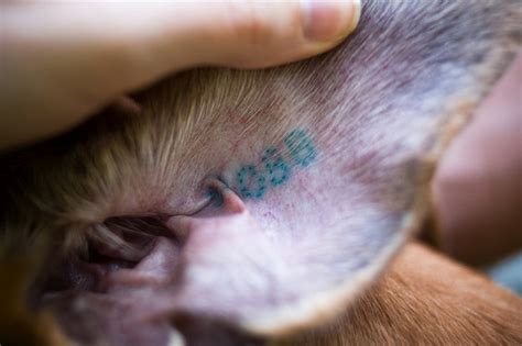 Dogs Tattooed For Identification - Is It Safe To Tattoo A Dog?