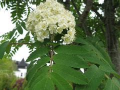 Flowering trees in nova scotia. Common Native Trees of Nova Scotia · iNaturalist