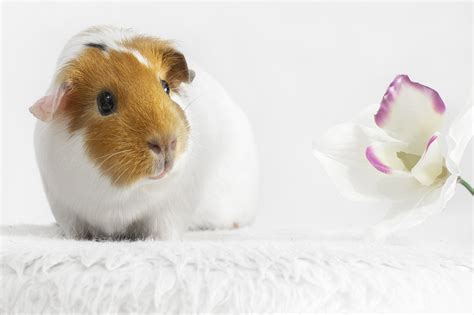 Do Guinea Pigs Hibernate All You Need To Know