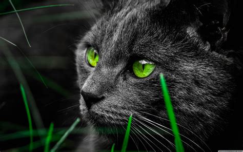 Green Cat Wallpapers Top Free Green Cat Backgrounds Wallpaperaccess