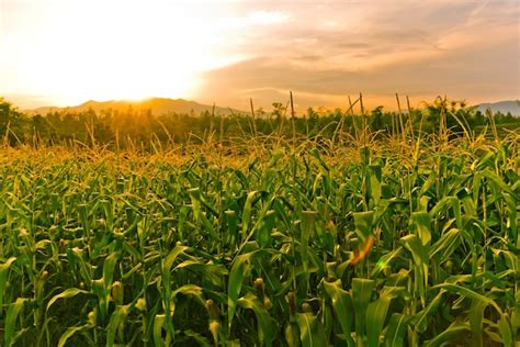 Premium Photo Corn Field In Sunset