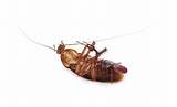 Images of California Cockroach