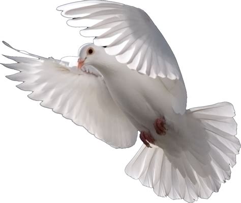Free Dove Transparent Background Download Free Dove T