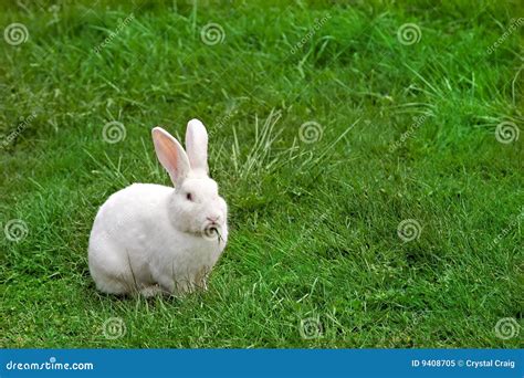 White Rabbit Munching Grass Stock Image Image Of Farm Pale 9408705