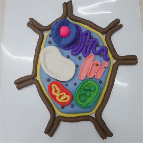 Clay Plant Cell Model I Made For A Project Rsomethingimade