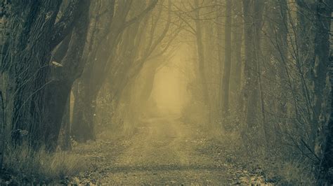 Forest Road Fog Trees Autumn Gloomy Atmosphere Picture Photo