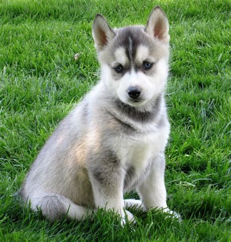 If you like what you see, visit our pet store today! Siberian Husky Puppies For Sale | Orlando, FL #199934