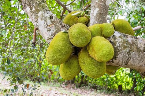 Jackfruit On Jackfruit Tree — Stock Photo © Jes2uphoto 47463419