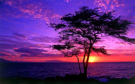 Free Download Download Tree Silhouette In The Purple Sunset Wallpaper