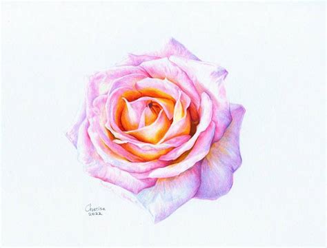 Pink Rose Drawing By Cherise Foster Saatchi Art