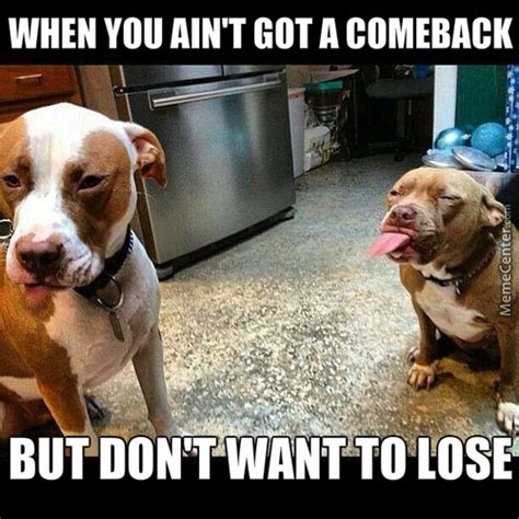 Pitbull Memes