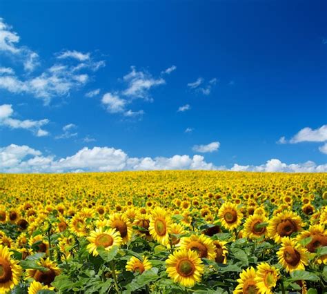 Premium Photo Sunflower Field Over Cloudy Blue Sky