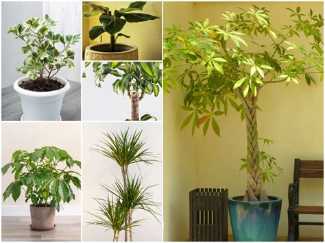 20 Indoor Trees To Brighten Your Home