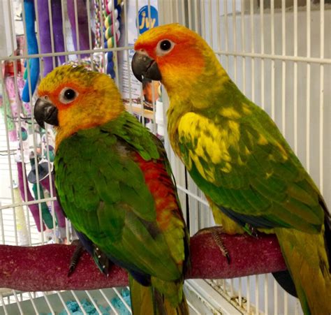 Jenday Conure Parrots For Sale Online Live Parrots