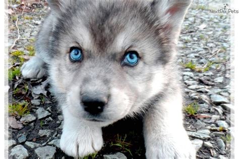 Wolf Puppies For Sale Huskie Puppies Pinterest