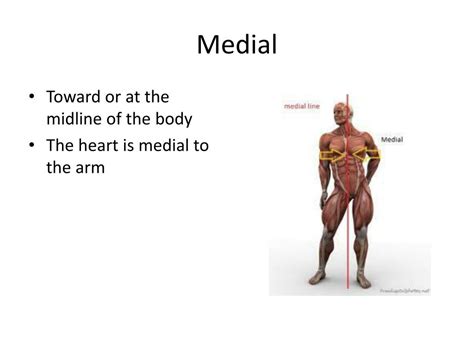 Ppt Language Of Anatomy Powerpoint Presentation Free Download Id