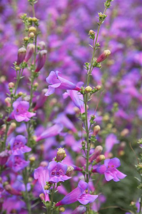 Penstemon Heterophyllus Margarita Bop Garden Landscaping Diy