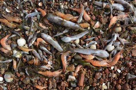 El Desastre Del Mar Menor Historia De Un Colapso Ambiental Que Pudo