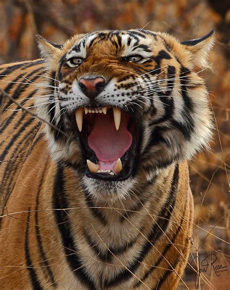 Bengal Tiger Panthera Tigris Tigris Ranthambhore Np India Feb