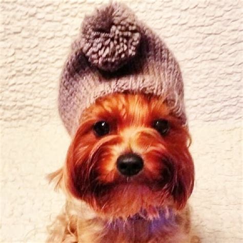 Winter Hat For Yorkie With Closed Ears Hat For Small Dogs Etsy