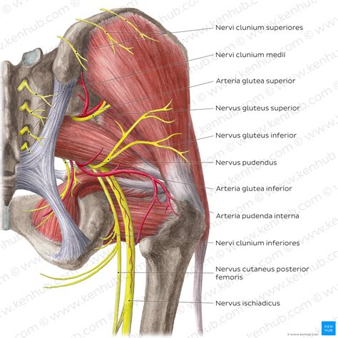 Nervus Ischiadicus Verlauf Und Funktion Vorschau Anatomie Des My Xxx