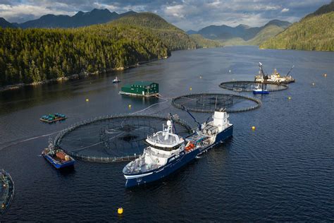 Salmon Advocates Celebrate Canada Removing Salmon Farms In The