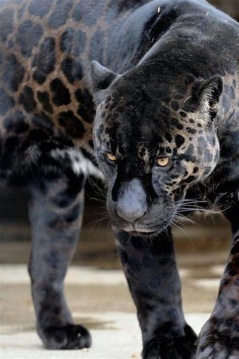 Black Panther Melanistic Animals Animals Beautiful Wild Cats