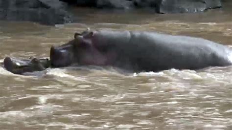 Watch Video Of Hippos Mating Underwater Cgtn