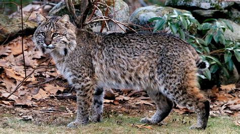 Learn About Bobcats