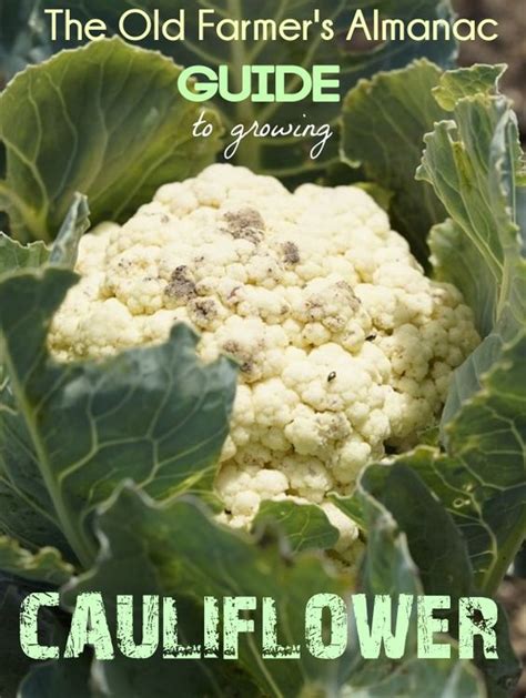 Helpful Tips How To Grow Cauliflower Seeds And Plants Everything