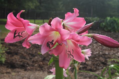 Crinum Lily Season Plant Delights Nursery Blog
